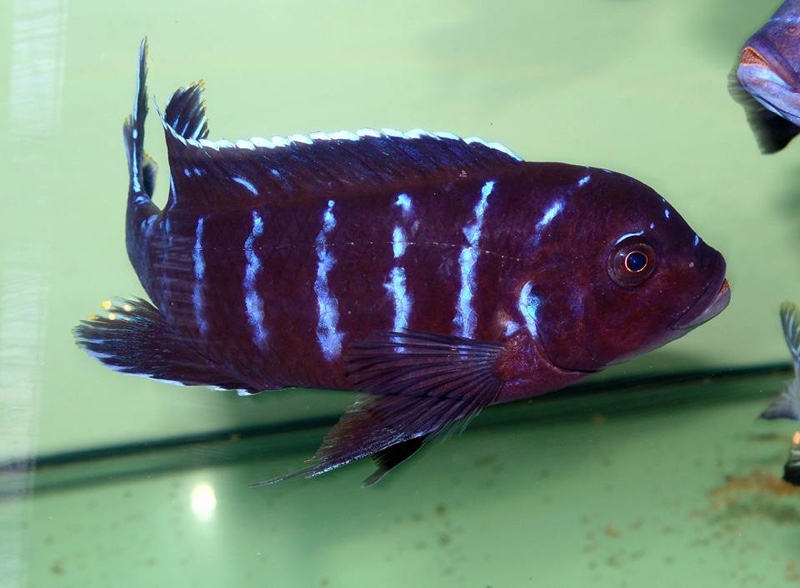 Maylandia sp. 'dolphin' Thumbi Point